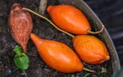 Trump Signs Executive Order to Fast-Track Ibogaine and Psychedelic Research for Veterans